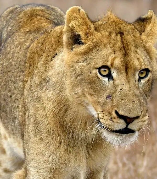 6c08504bbf94c229e6f637a7451df41b1e534a39